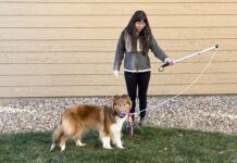 Flirt poles for dogs are a great play toy that engages and exercises your dog.