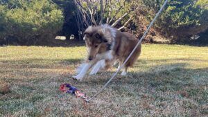 The lure at the end of the flirt pole engages with a dogs prey drive and simulates a chase.