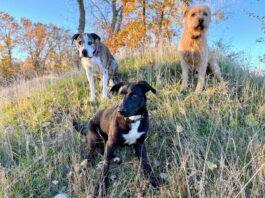 These three dogs are well practiced in leash recall which kept them calm and under control instead of chasing a strange cat.