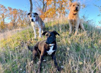 These three dogs are well practiced in leash recall which kept them calm and under control instead of chasing a strange cat.