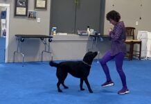 Dog dancing is an activity that can be a lot of fun for both a dog and owner.