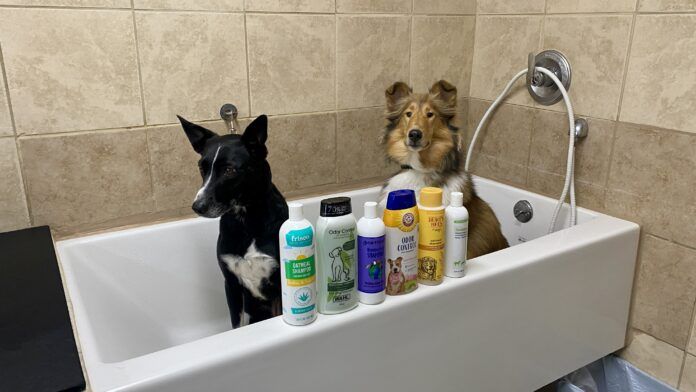 What is the best dog shampoo for odor? We tested six brands to find out.