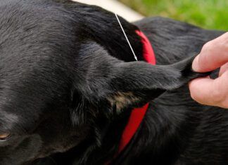 Treating a dog ear hematoma at home is possible if it's a small hematoma on a healthy dog's ear.