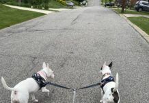 A double dog leash can be a solution for walking two dogs at the same time.