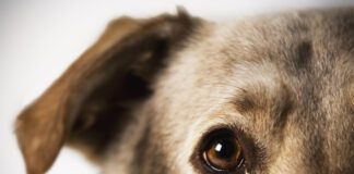 SARDs in dogs is an eye condition with mysterious causes.