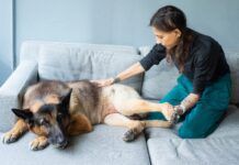 Natural pain relief for dogs includes massage, ice compresses, herbs, and more.