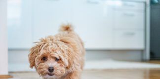 Changing dog food too quickly can have a variety of symptoms.