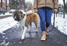 Ice melt is an unexpected poison hazards for pets in winter. Pet friendly ice melt can alleviate this risk.