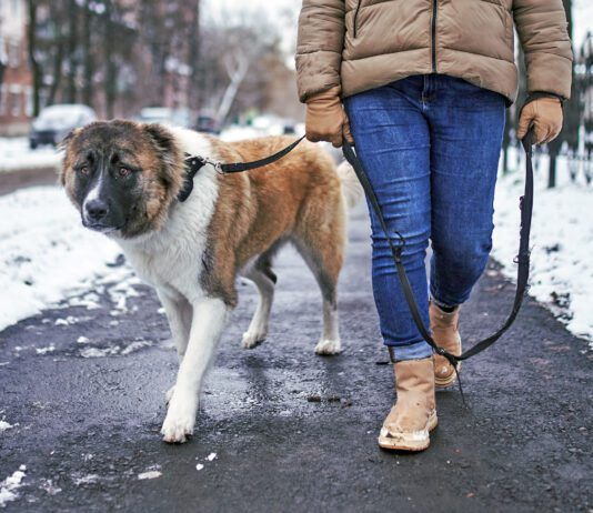 Ice melt is an unexpected poison hazards for pets in winter. Pet friendly ice melt can alleviate this risk.