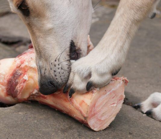 Raw bones for dogs can be a tasty treat. However, they can also cause dental injuries and gastric obstructions.