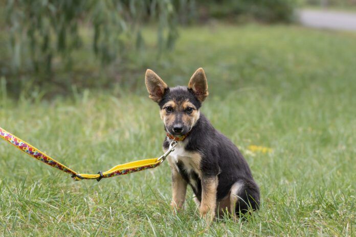 Signs of a poorly socialized dog should be recognized and addressed early on.