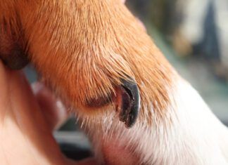 Unhealthy dog nails can cause pain, discomfort, and even permanent injuries if not addressed.