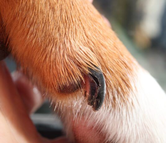 Unhealthy dog nails can cause pain, discomfort, and even permanent injuries if not addressed.