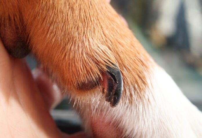 Unhealthy dog nails can cause pain, discomfort, and even permanent injuries if not addressed.