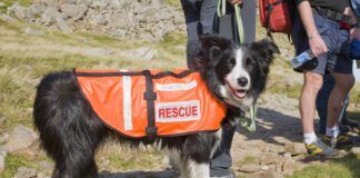 Search and rescue dogs play a vital role in first response after a disaster or major incident.