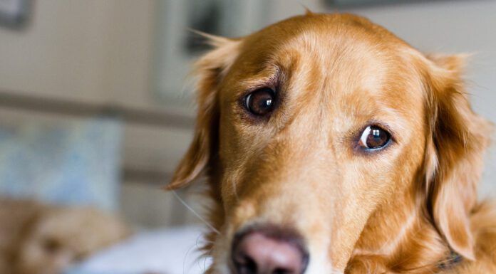 Helping a dog with separation anxiety starts with recognizing the problem.