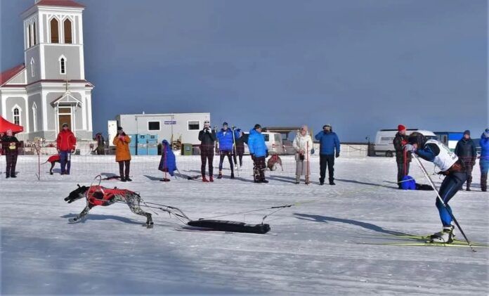 Skijoring is a winter sport for dogs that challenges the athleticism of both the dog and skier.