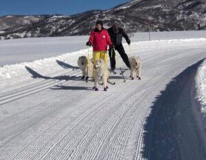 Skijoring is a club activity with clubs in colder parts of the US and abroad.