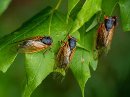 Dogs can eat cicadas, but they shouldn't do so in large numbers.