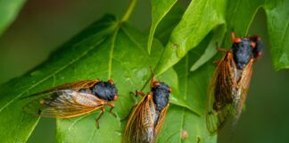 Dogs can eat cicadas, but they shouldn't do so in large numbers.