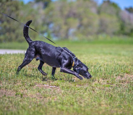 The best dog sports for reactive dogs will help the dog relax and focus.