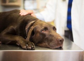 Idiopathic epilepsy in dogs is a difficult but manageable condition.