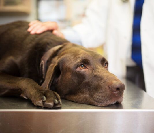 Idiopathic epilepsy in dogs is a difficult but manageable condition.