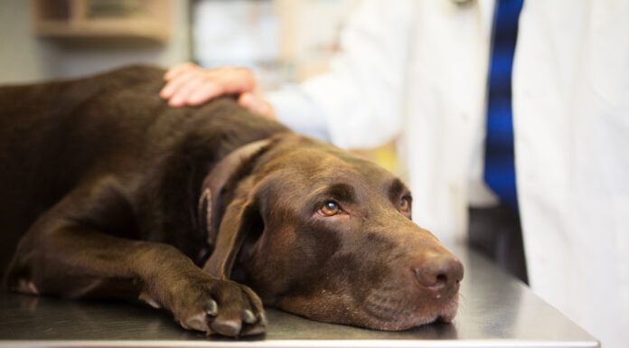 Idiopathic epilepsy in dogs is a difficult but manageable condition.