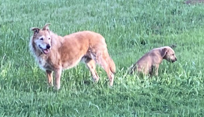 Two dogs relax casually in a field of grass.