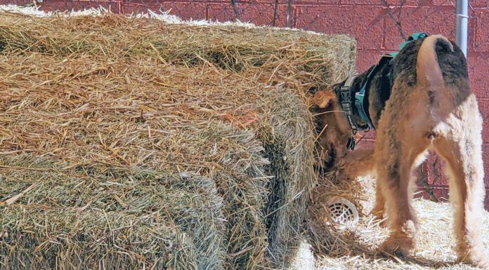 Barn hunt for dogs is an all breed sport that allows dogs to exercise their hunting and tracking instincts.