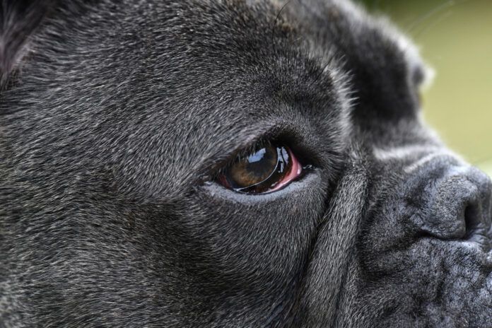 Bloodshot eyes in dogs can have a number of causes from allergies to serious eye infections.