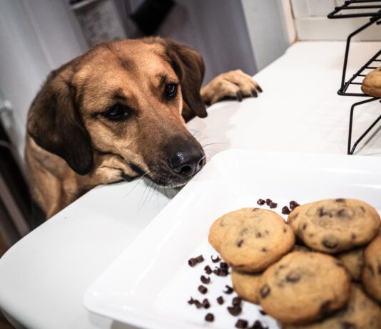 Dogs eating chocolate was the fourth most common reason for calls to Animal Poison Control.