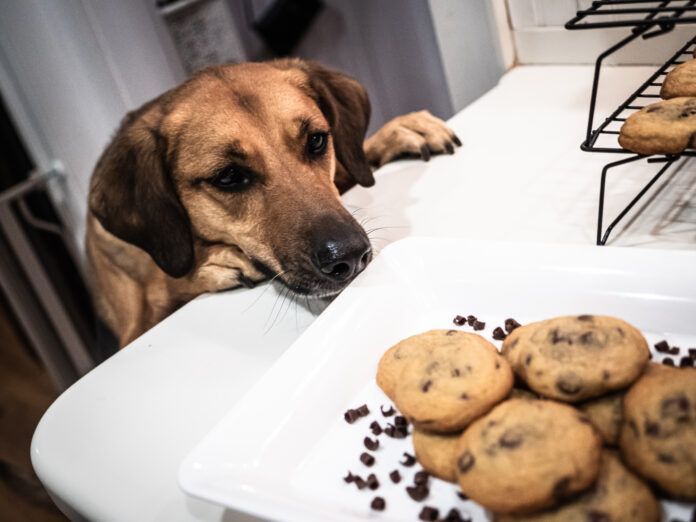 Dogs eating chocolate was the fourth most common reason for calls to Animal Poison Control.