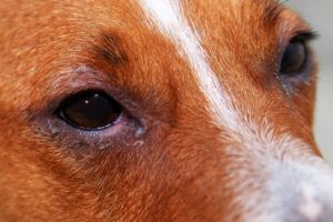 Conjunctival hyperemia or an infection of the tissue surrounding the eye can cause bloodshot eyes in dogs.