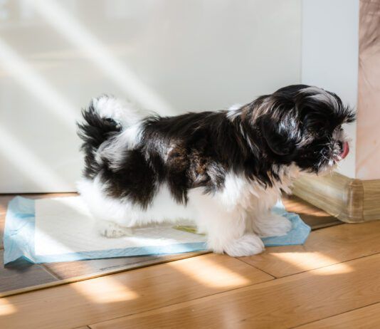 Training a puppy to use a pee pad is different from training an older dog.