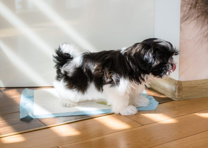 Training a puppy to use a pee pad is different from training an older dog.