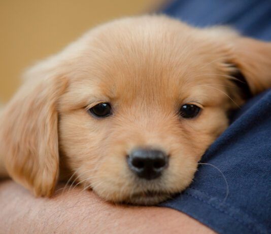 Puppy flea treatments are important because puppies are more vulnerable to fleas, and to the diseases they carry.