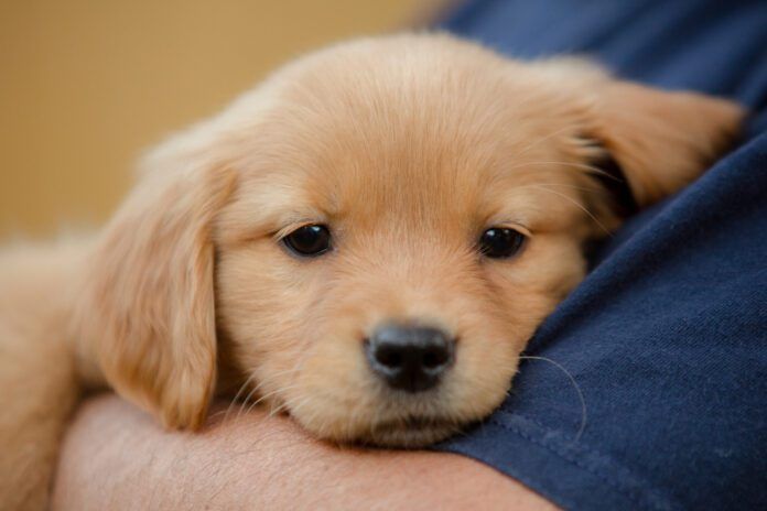 Puppy flea treatments are important because puppies are more vulnerable to fleas, and to the diseases they carry.