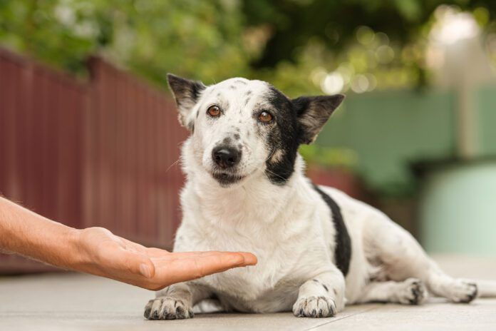 Famotidine for dogs is an acid reducer that can help deal with certain stomach issues in dogs.