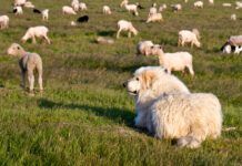 Great Pyrenees are a breed of livestock guardian dogs that also make good family dogs.