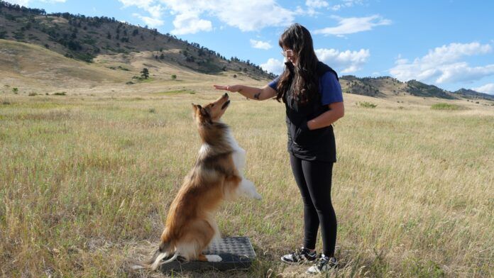 Play and training are both how you bond with your dog.