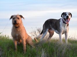 Woody and Boone, Nancy Kern's dogs outside in a field.