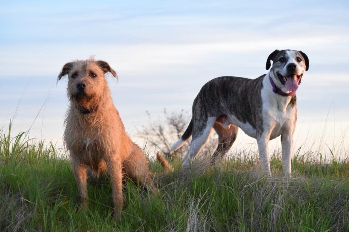 Woody and Boone, Nancy Kern's dogs outside in a field.